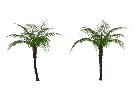 3D桫椤树蕨SU模型