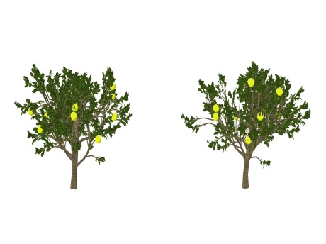 3D柚子树SU模型