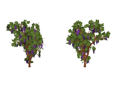 3D蓝莓树SU模型