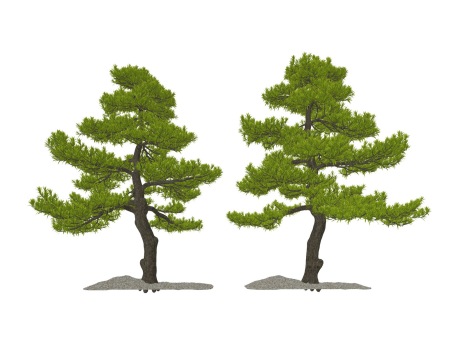 松树造型松罗汉松SU模型