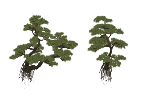 罗汉松造型松松树SU模型