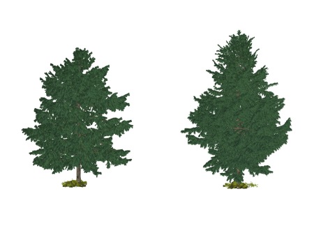 3D雪松松树SU模型
