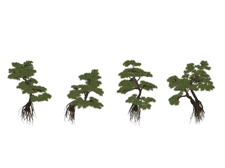 松树造型松罗汉松SU模型
