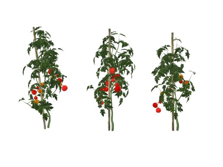 3D蔬菜番茄SU模型