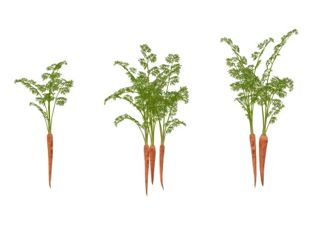 3D蔬菜胡萝卜SU模型