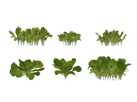 3D蔬菜生菜SU模型