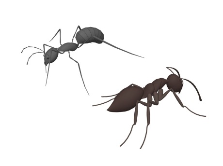 蚂蚁SU模型