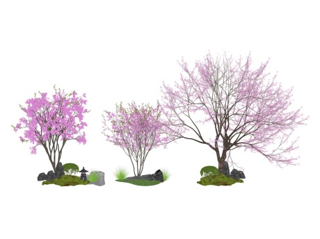 3D樱花树SU模型