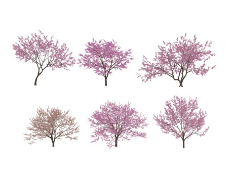 3D樱花树SU模型