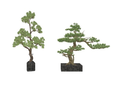 3D松树盆栽SU模型
