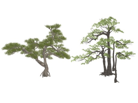 3D松树造型松迎客松SU模型
