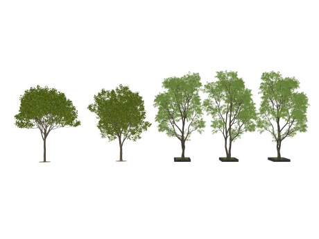 3D树组合SU模型