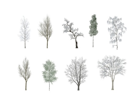 冬季树SU模型