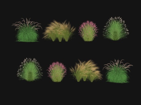 3D草本狼尾草粉黛芒草SU模型