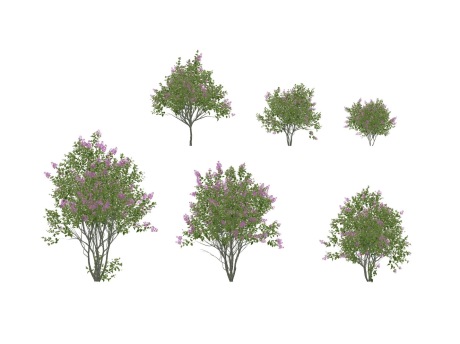 3D紫丁香SU模型