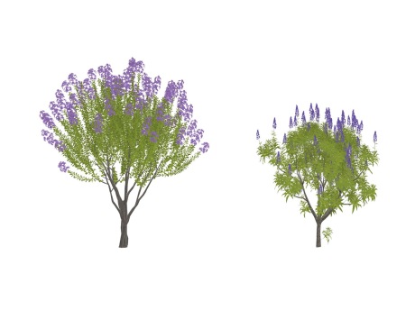 3D紫丁香紫荆SU模型